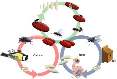 Chemical and population genetic analysis show no evidence of ecotype formation in a European population of the parasitoid wasp Nasonia vitripennis